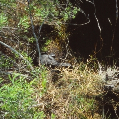 1990-flo-037-everglades