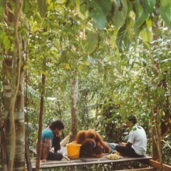 054-Indonesie-Orang-Outan-2