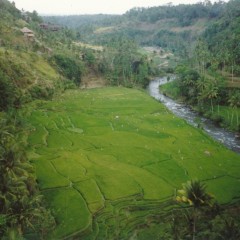 180-Bali-10