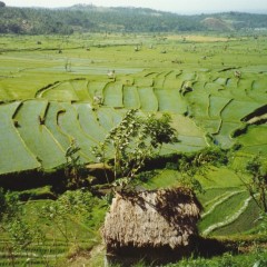 180-Bali-12