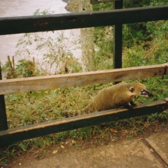 Arg-07-Iguazu