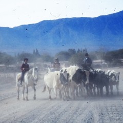 71-gauchos