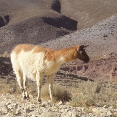 87-lamas