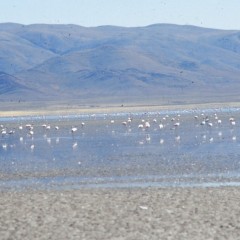 96-flamants-a-4-000-m