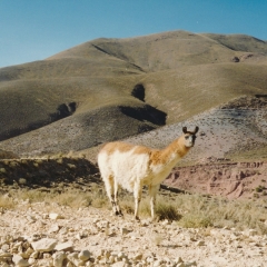 Arg-16-Salta