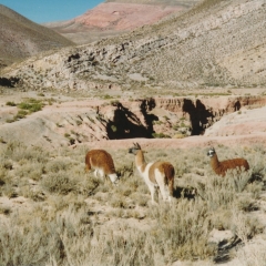 Arg-28-Salta