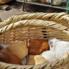 DSC0106
