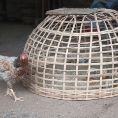 DSC0049