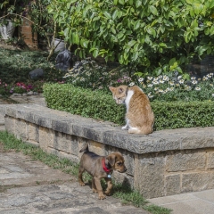 DSC_8350