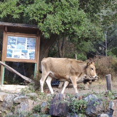 3503-Corte-Gorges-de-Tavignano