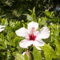 DSCF0713