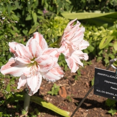 DSCF0726