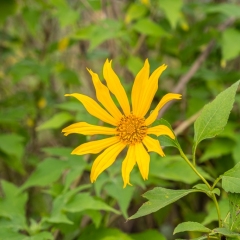 DSCF1629